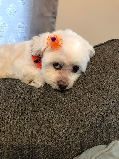 A Dapper Yapper Mobile Dog Grooming, LLC