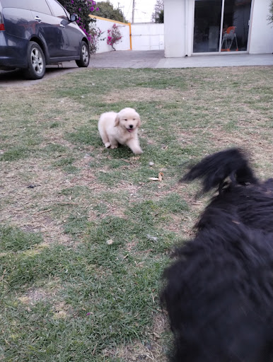 Ruffo's camp Pensión canina - Thumbnail