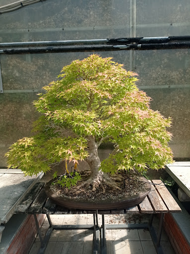 Il Museo Del Bonsai