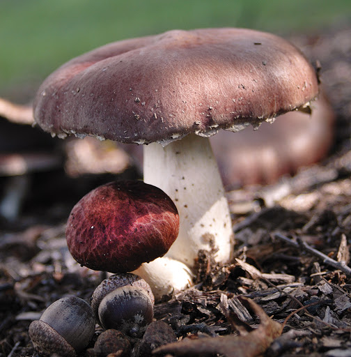 Field & Forest Products Inc. - Thumbnail