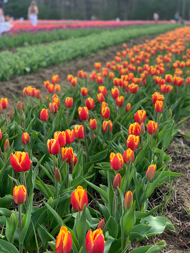 Wicked Tulips - Exeter RI - Thumbnail