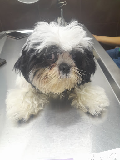 CaT DoGmania 24 hrs Hospital , servicio a domicilio