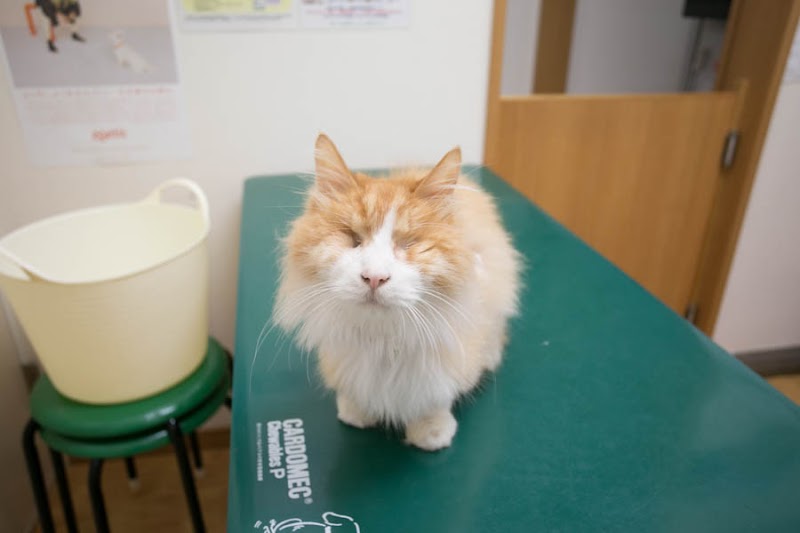 ちだペットクリニック