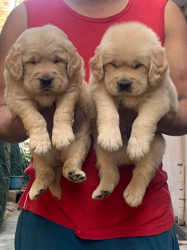 Top class Golden retriever puppy available in Lucknow for more details please call or whatsapp me.. post image