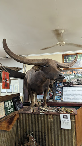 CROCODILE DUNDEE STUFFED WATER BUFFALO Gallery - Australia