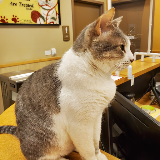 Thrive Pet Healthcare Urgent Care - Mesquite - Thumbnail