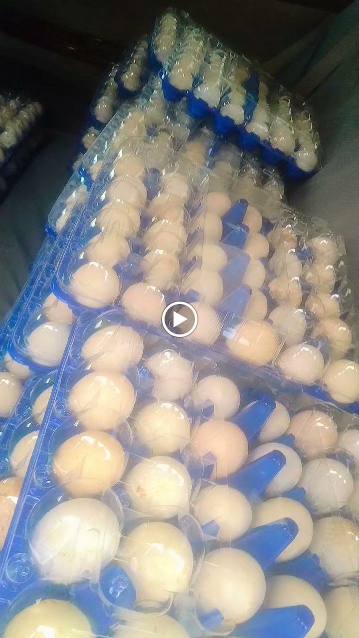 Al Mansoori Chicken Farm - صورة 2