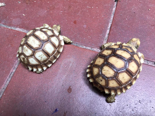 Ring Tail Exotics - Visual