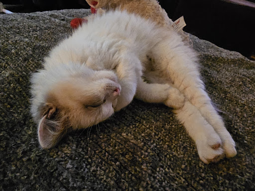 Rouletii Ragdolls