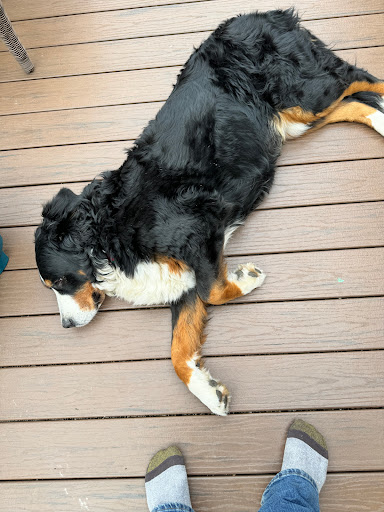 Fancy Paws of Wellsboro - Thumbnail