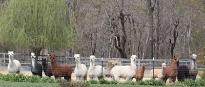 Painted Sky Alpaca Farm & Fiber Mill