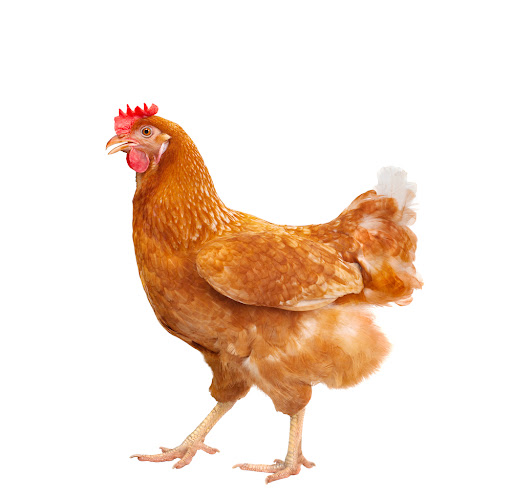 X-chicken - Visual