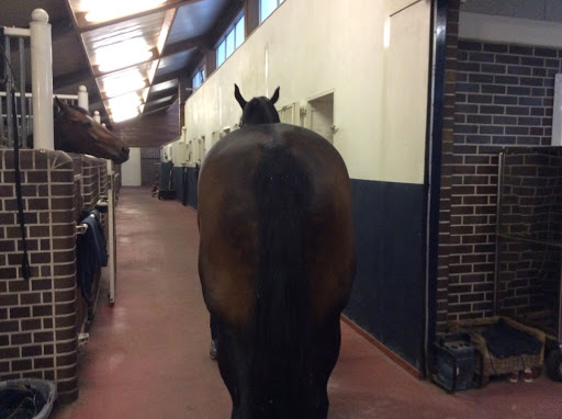 Ty Clinik, Médecine Vétérinaire Equine. 24/24, 7/7. Vétérinaire équin Rennes - Thumbnail