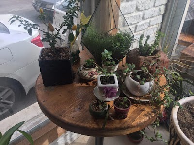 Photos of Nikan Cafe