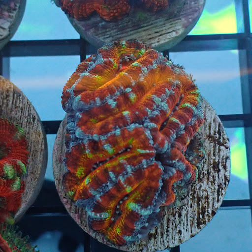 Reef Candy - Thumbnail