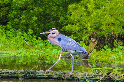 NOLA Airboat