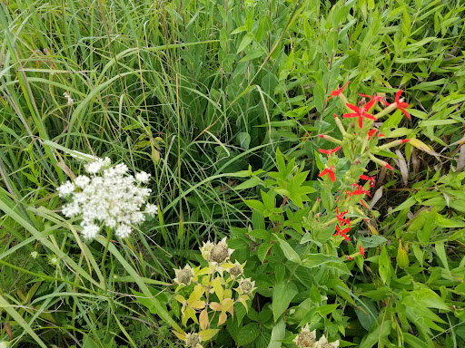 Huffman Prairie State Natural Landmark - Thumbnail