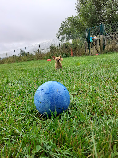 Mutts Meadow - Visual