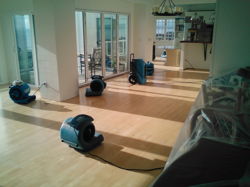 Apex Mold Experts photo