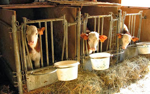 Photo n°11 de La Ferme du Mas des Buissons à Saint-Paul-de-Varces (Magasin de produits de la ferme)