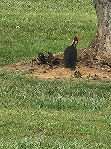 Reidsville Jaycee Park Greenway