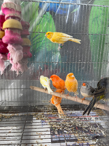 Hacienda La Piedad pet shop - Thumbnail
