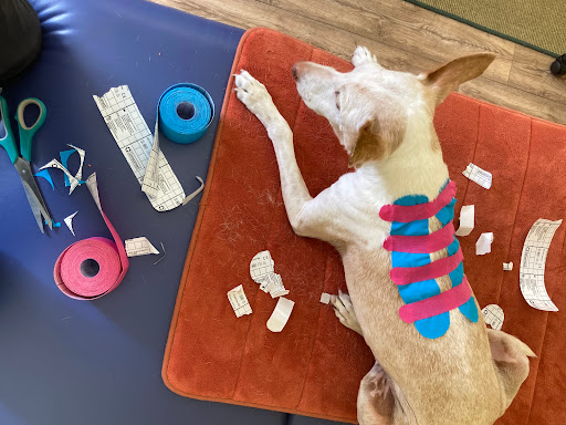 HundePhysiotherapie Carola Peters - Thumbnail