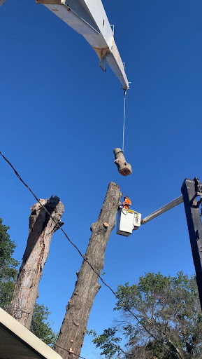 Notch It Arbor Services - Thumbnail