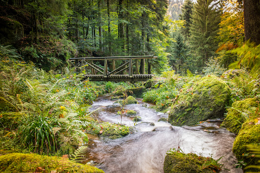 Schwarzwald Tourismus Kinzigtal e.V. - Thumbnail