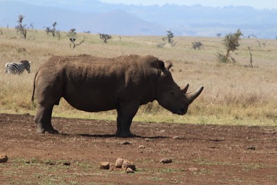 Photos of Lewa Safari Camp by Elewana