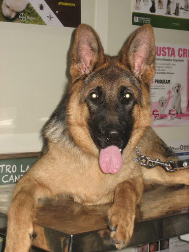 Ambulatorio e fisioterapia Veterinaria Dog Fitness Gallery - Italy