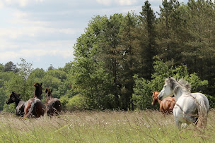 Photo n°15 de Maison Moz à Fontaines-en-Sologne (Maison d'hôtes)