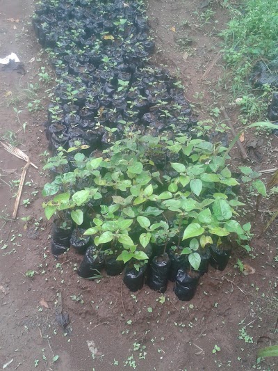 Photos of JN Tree Seedlings Farm