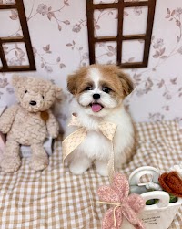 Dog salon Flatty🐾フラッティ