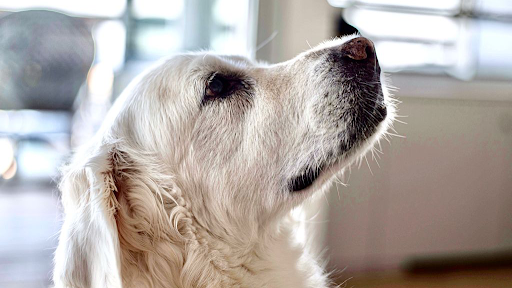 Clinica Veterinaria Santa Olalla