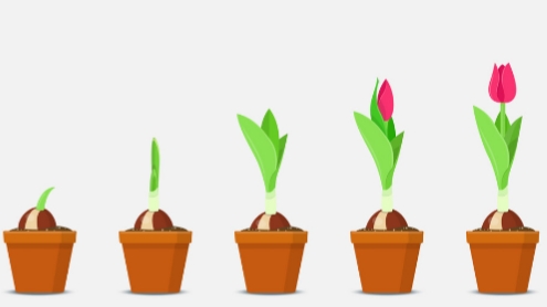 Seedlings Academy - Visual