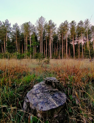 Basing Wood - Visual