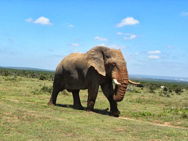 Schotia Safaris Private Game Reserve