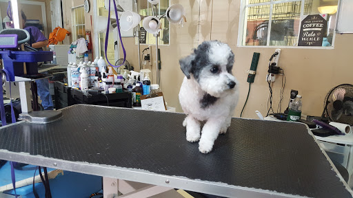 Classie Dawg Grooming - Thumbnail