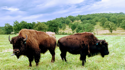 Eureka Springs Safari Park