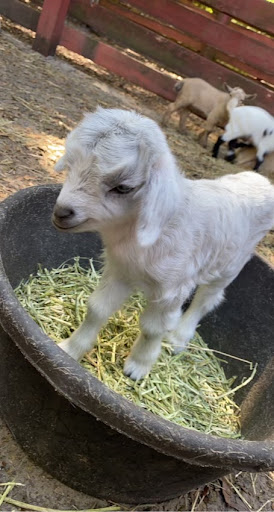 Beautiful Creatures Animal Ranch Gallery - United States