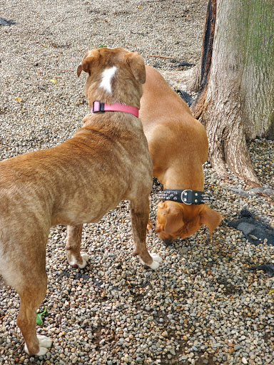 East Rock Dog Park - Thumbnail