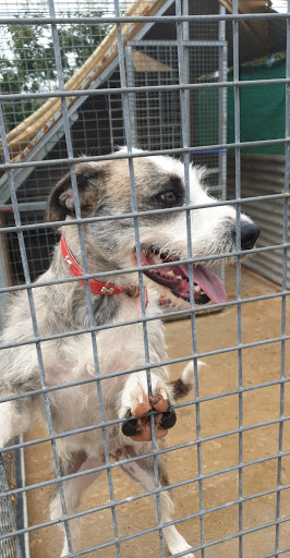 Smart Animal Sanctuary & Rehoming Centre - Thumbnail