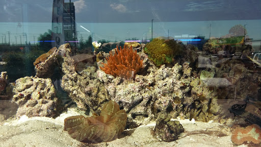 Acuario Borrayos Gallery - Mexico