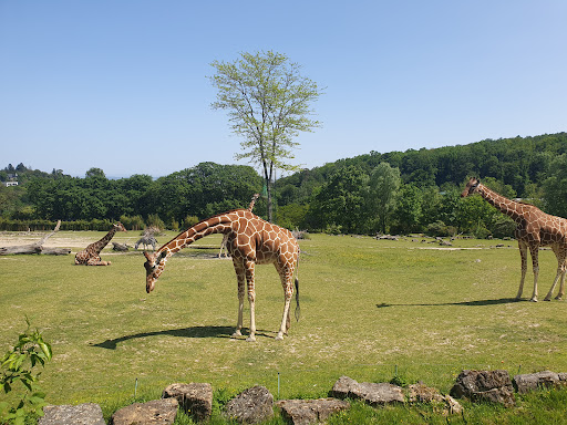 Opel Zoo - Thumbnail