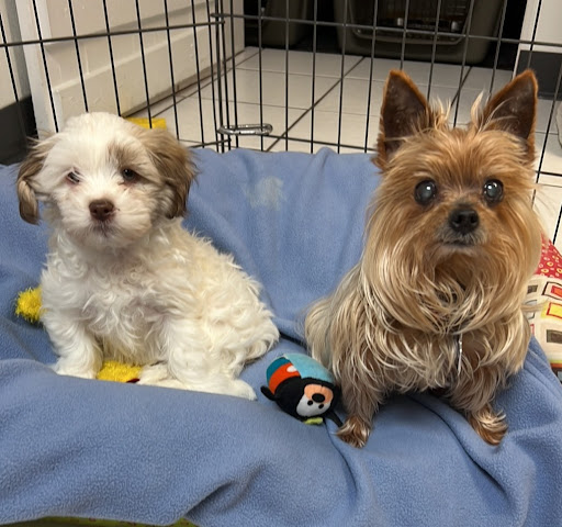 North Shore Pet Connection - Thumbnail