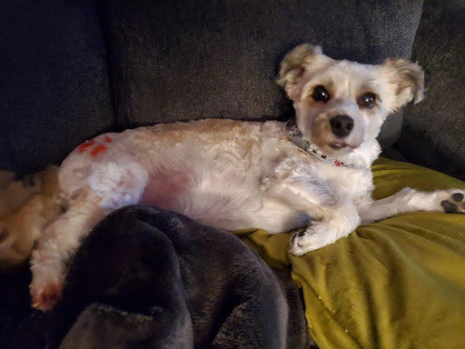 East Aurora Pet Boutique - Thumbnail