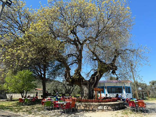 Dilek Ağacı Kafe