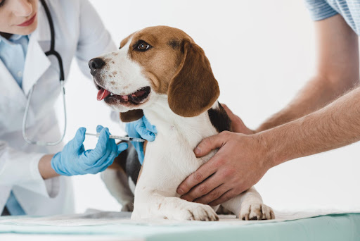 Pet Health Center in Gota is a trusted destination for comprehensive veterinary care, offering ex… post image