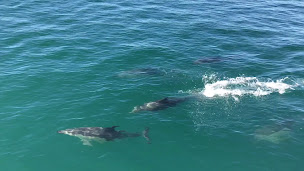 Photo n°2 de PICandCO à Clohars-Carnoët (Club de pêche)